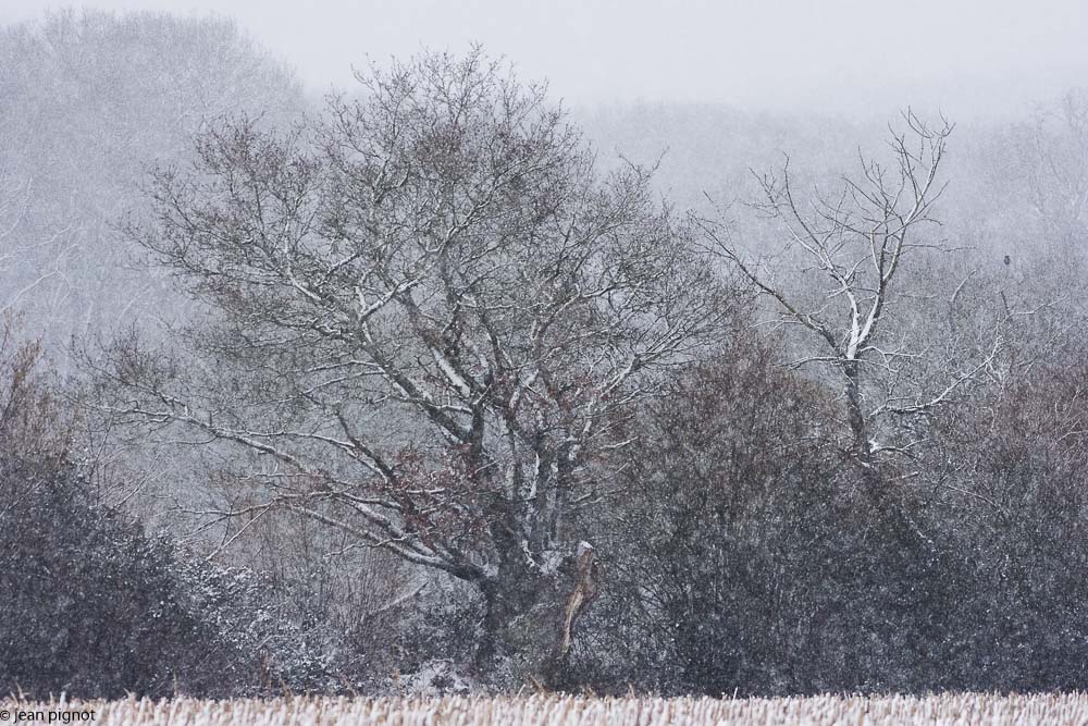 paysage de neige-2-2018-5.jpg