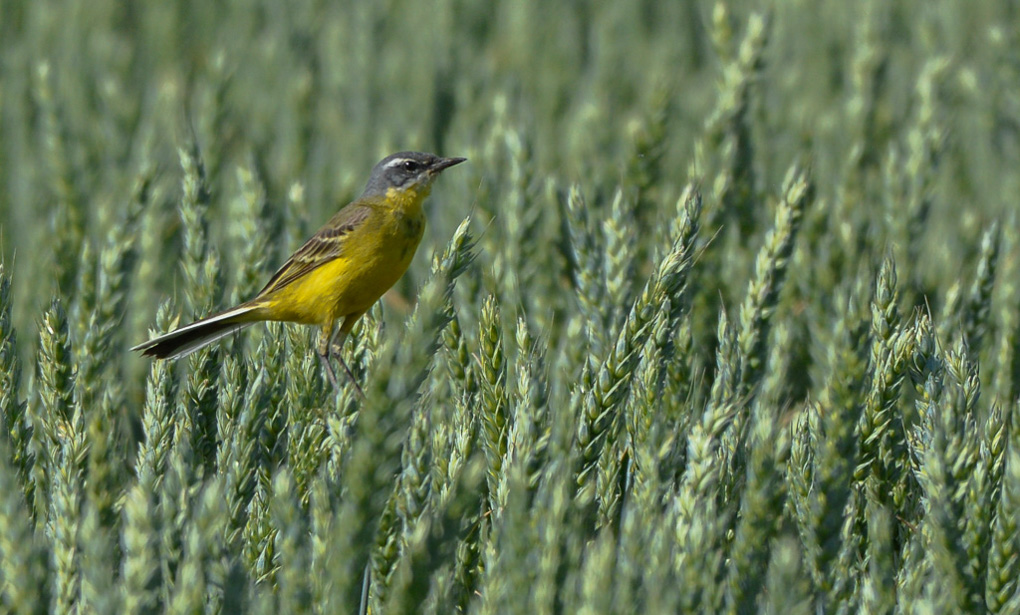 Bergeronnette printanière.jpg