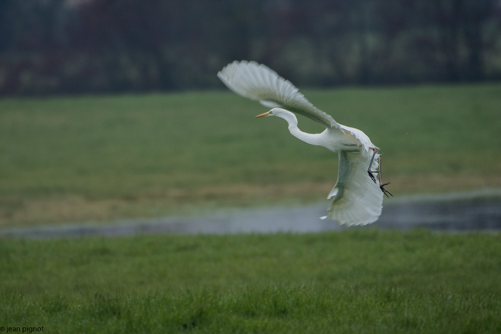 aigrette 03 2018.jpg