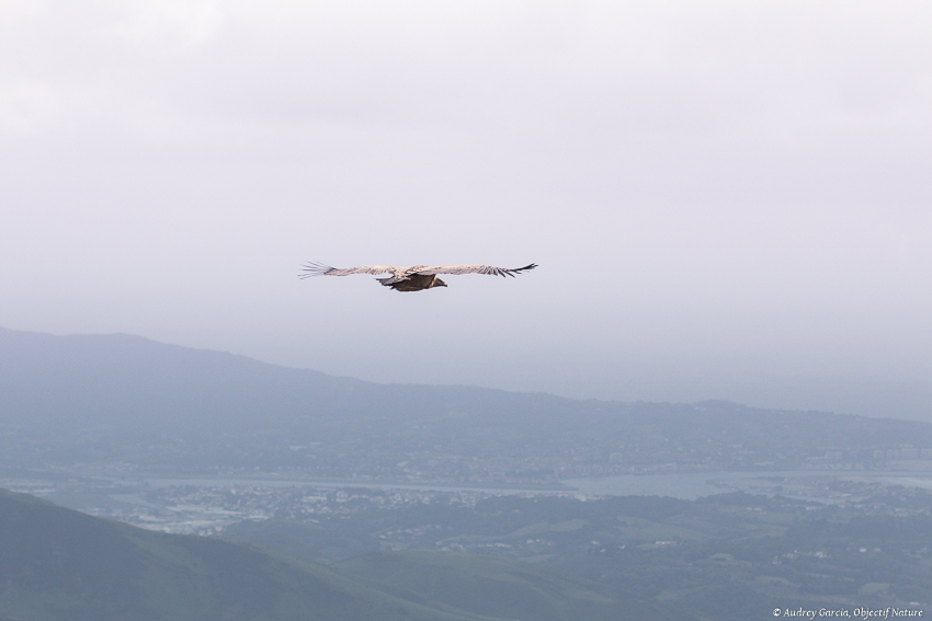 La rhune avec Nalopho (20).jpg