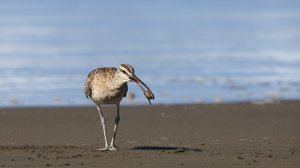 16 Courlis de l'Hudson.jpg
