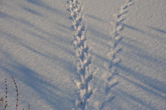 DSC_5797_01.JPG