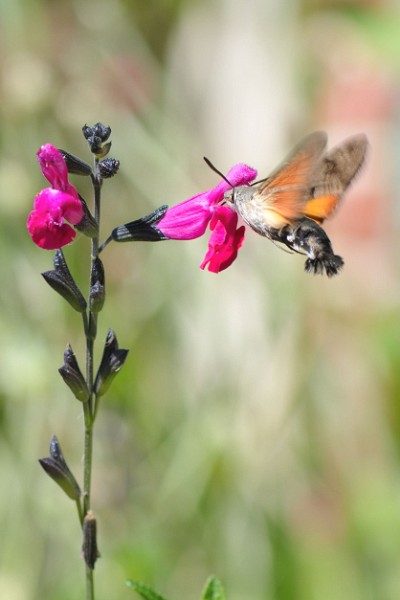 Macro_1670-border.jpg