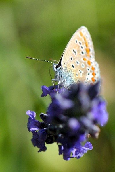 Macro_1722-border.jpg