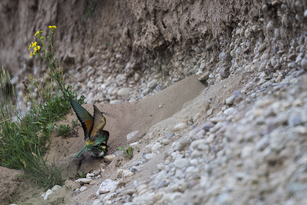 Guêpier d'Europe (Merops apiaster)-274.jpg