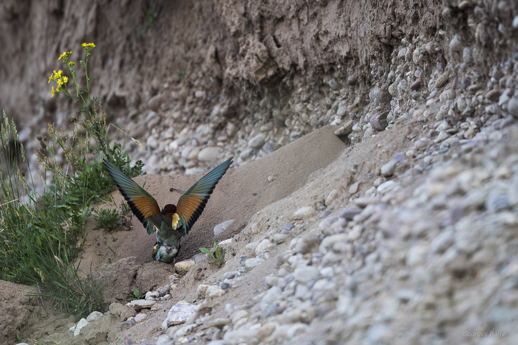 Guêpier d'Europe (Merops apiaster)-284.jpg