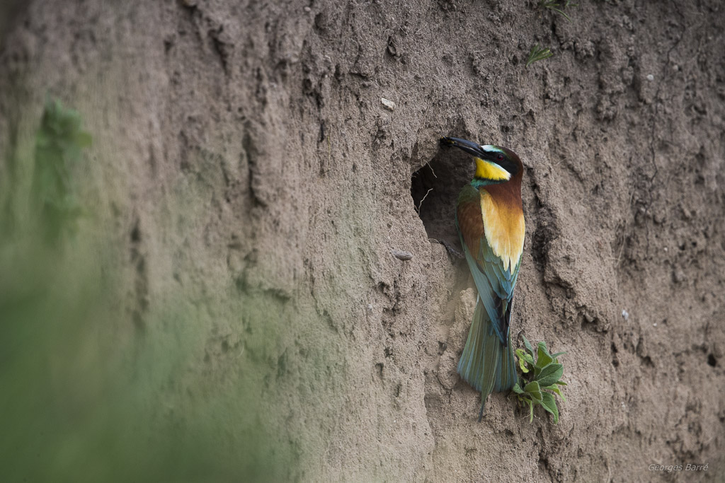 Guêpier d'Europe (Merops apiaster)-498.jpg