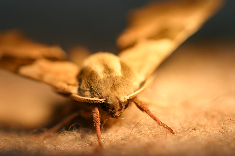 papillion-8007.jpg