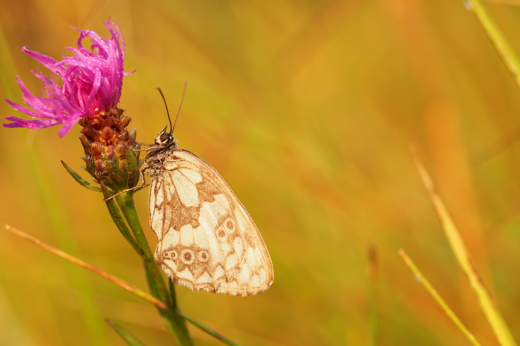 Papillon à l'aube.jpg
