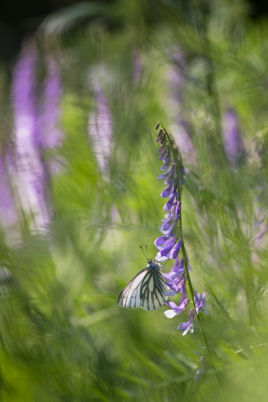 Ambiance prairie.jpg