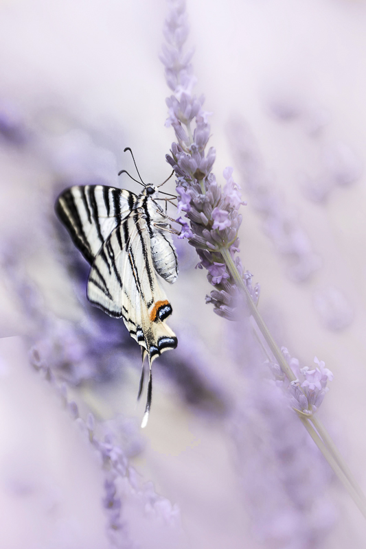 Le flambé sur lavande (1 sur 1).jpg