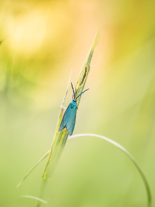 Turquoise de la globulaire  (1 sur 1).jpg