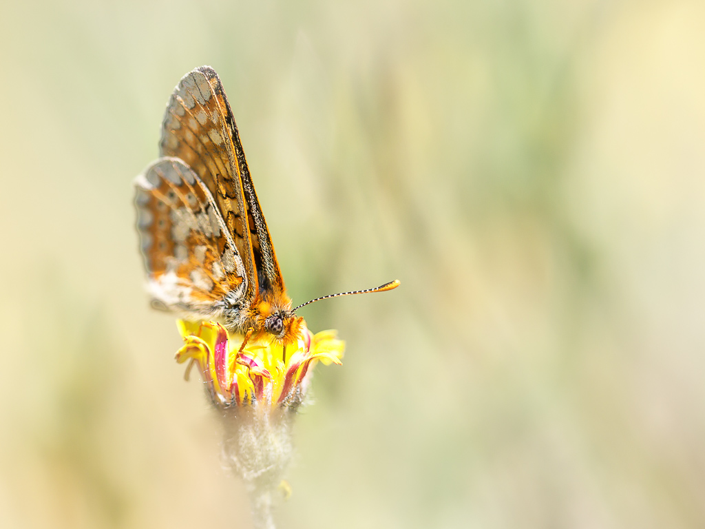 Damier de la sucisse (1 sur 1).jpg