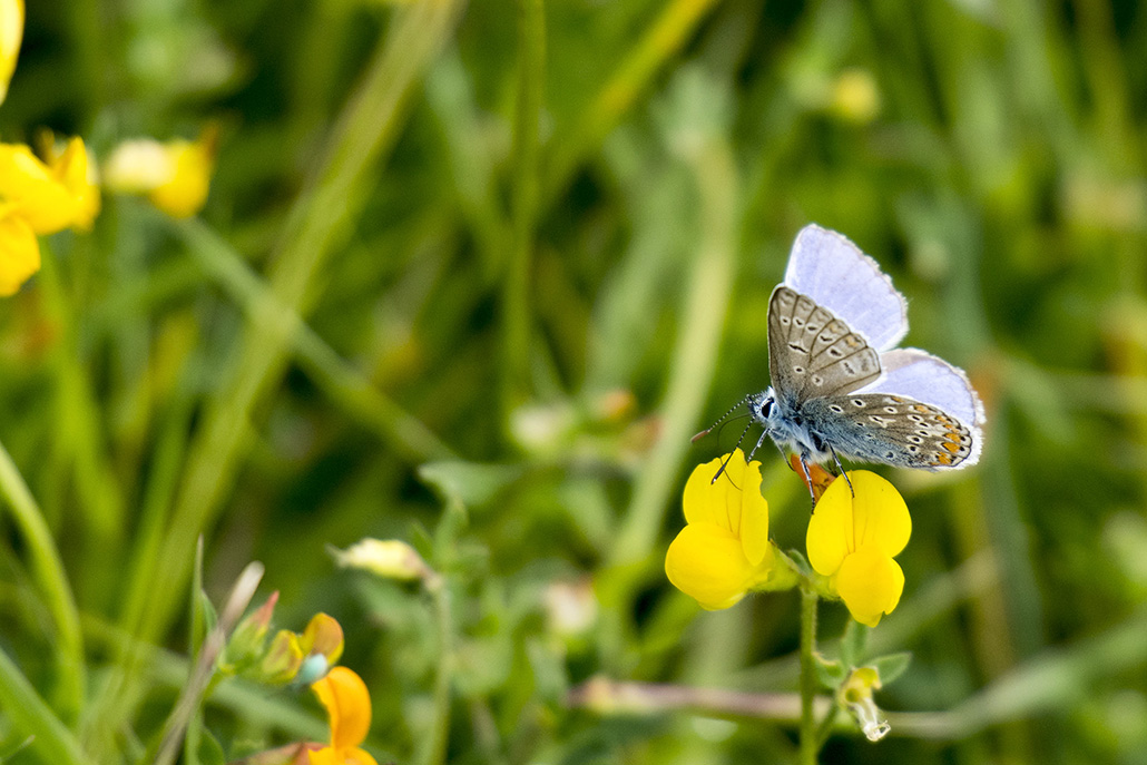 Azuré bleu céleste Polyommatus bellargus-1_DSC4815.jpg