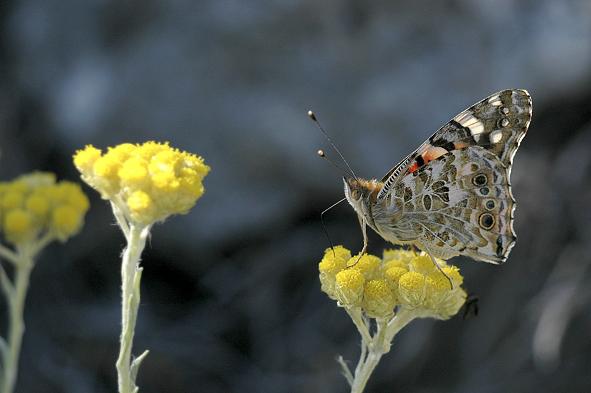 Papillon6_rÃ©duit.JPG