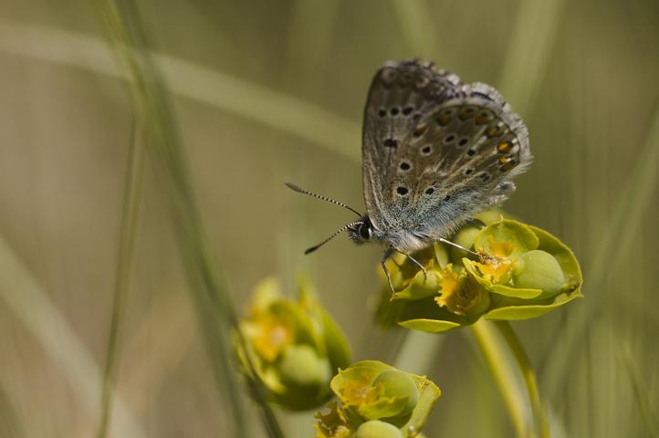 papillon10_rÃ©duit.JPG