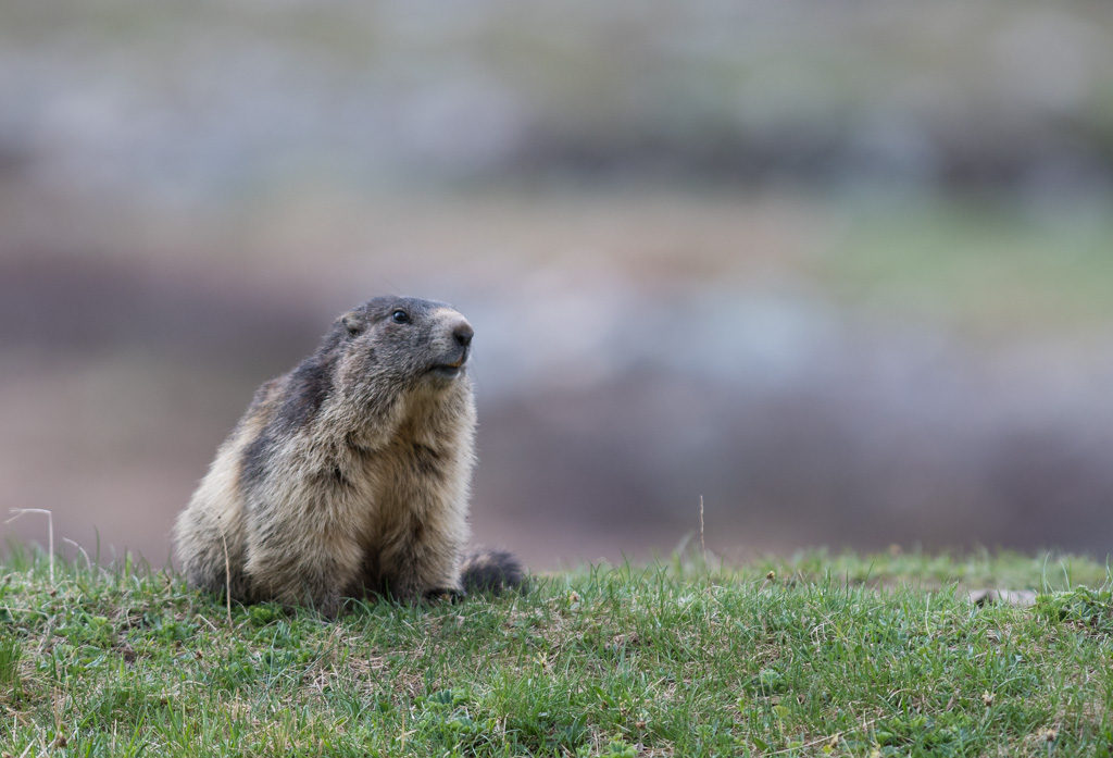 Marmotte_85.jpg