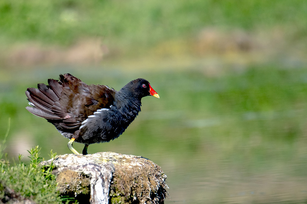 gallinule 6.jpg