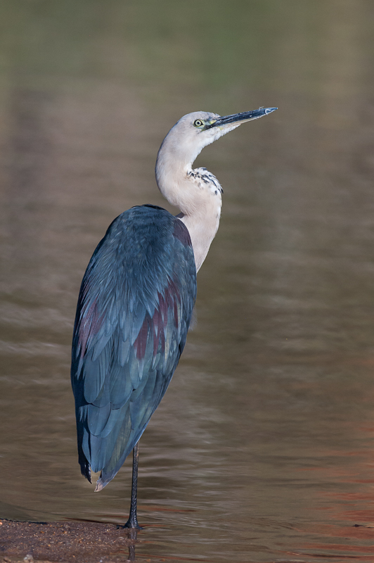 DSC_2491.jpg