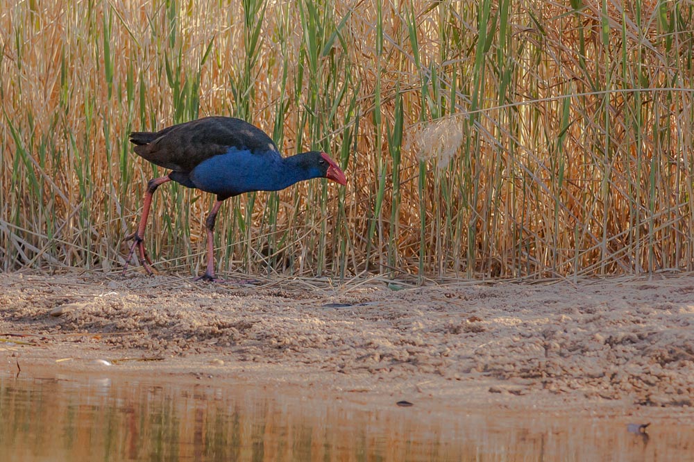 DSC_2503.jpg