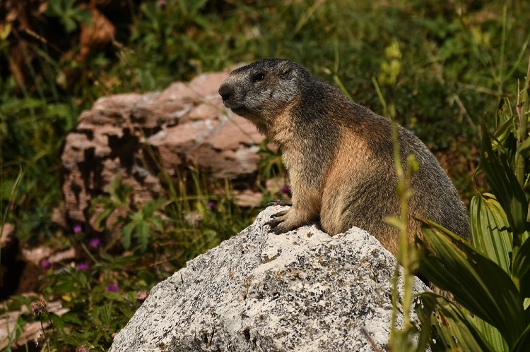 DSC_8939 - Copie.jpg