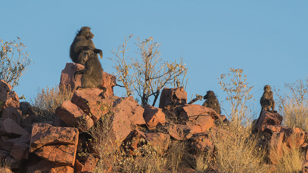 22-La colline aux babouins.jpg