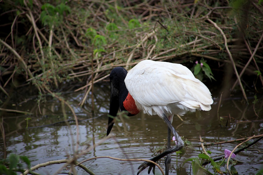 Jabiru.jpg