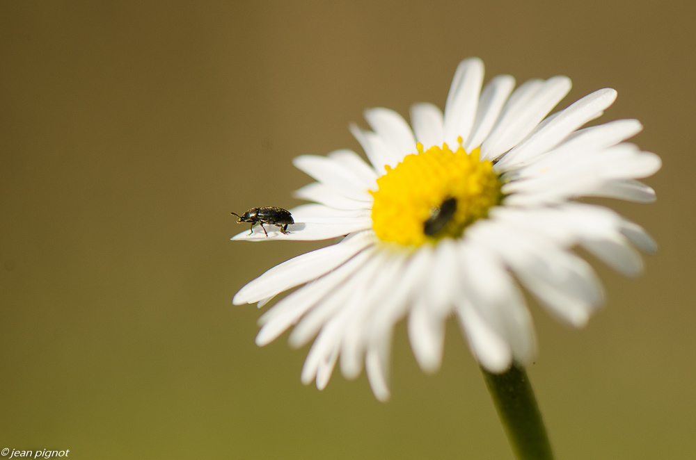 insectes du talut 02 2019-2.JPG