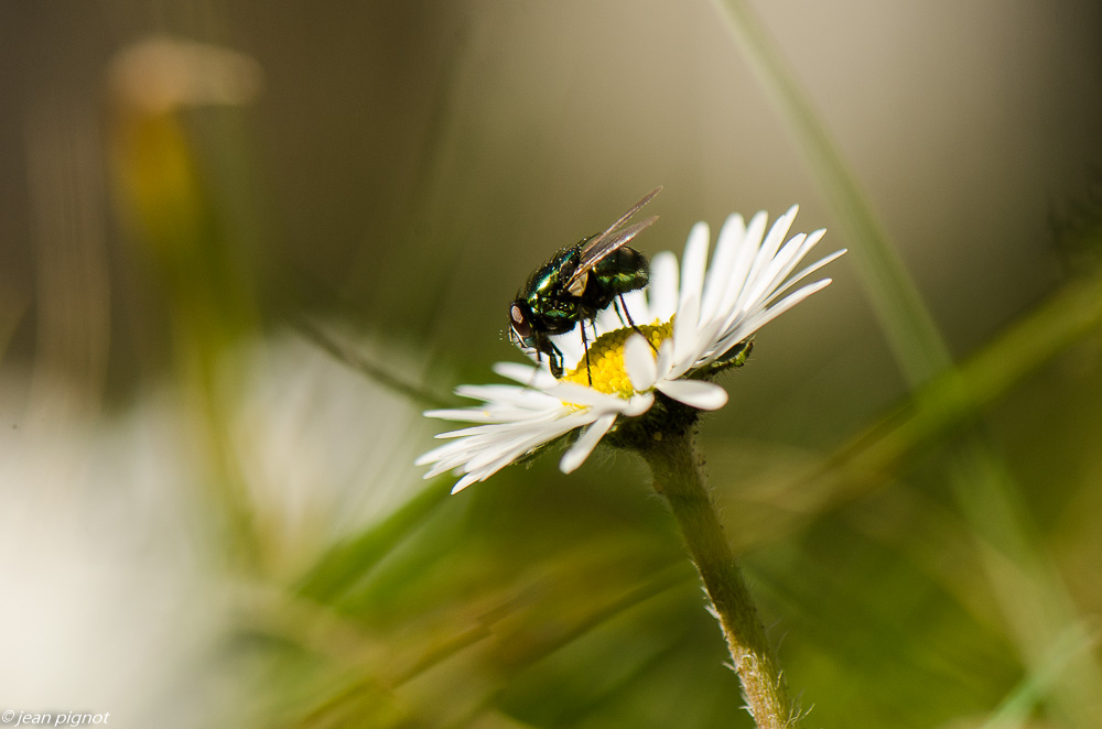 insectes du talut 02 2019-5.JPG