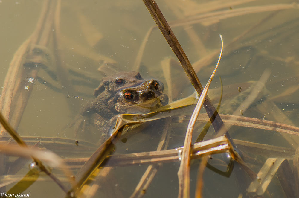 crapaud accouplement 03 2019.JPG