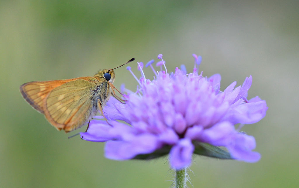 DSC_8083.jpg