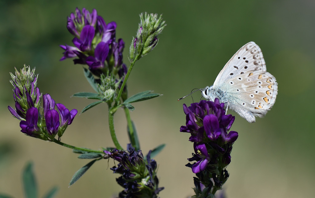 DS5_4666.jpg