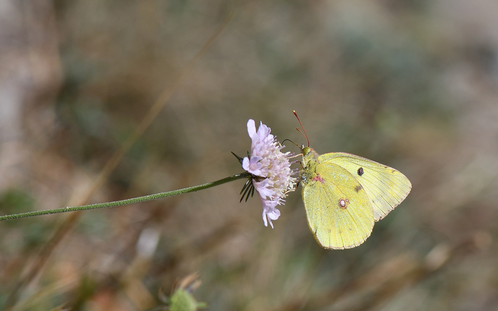 DSC_0480.jpg