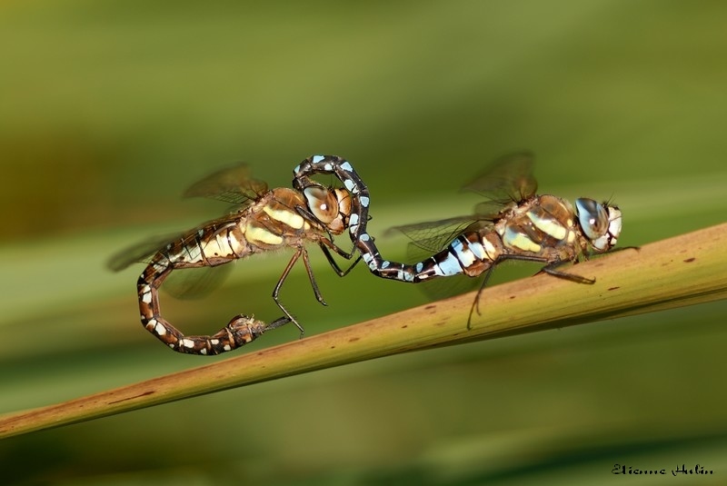 accouplement aeschnes 04.jpg