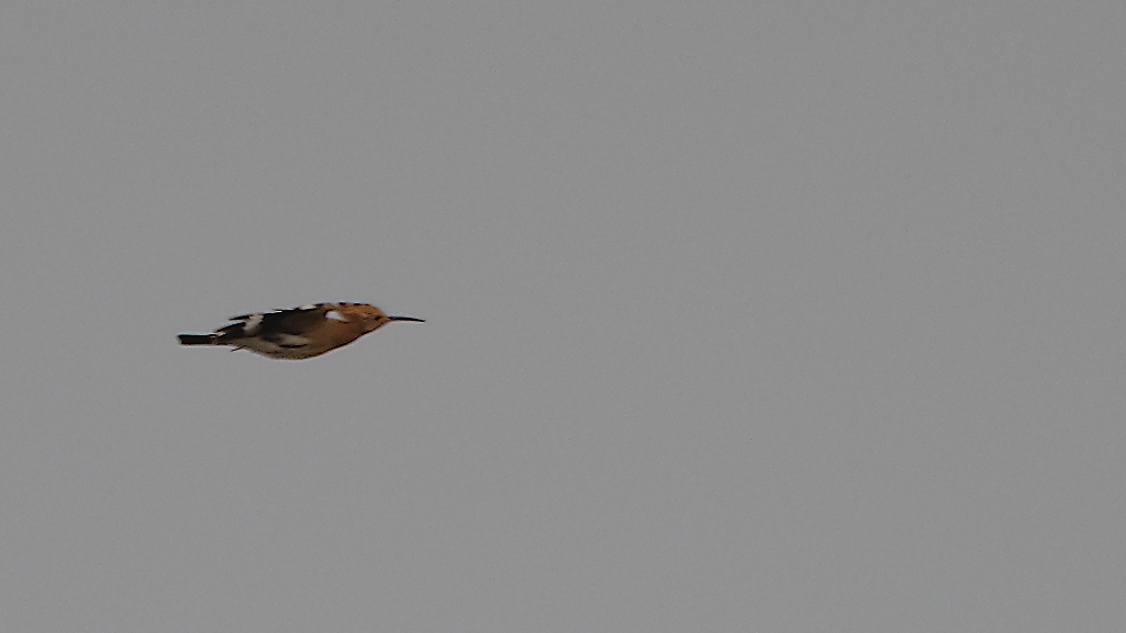 DSC_0552_DxO.jpg
