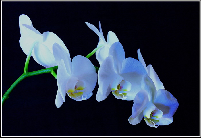 Chute d' orchidÃ©es.jpg