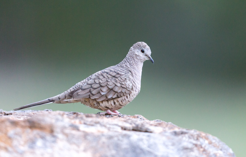 _IN Colombe Inca 2019-04 LM-12.jpg