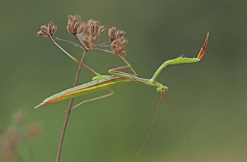 Mante religieuse 3 A.jpg