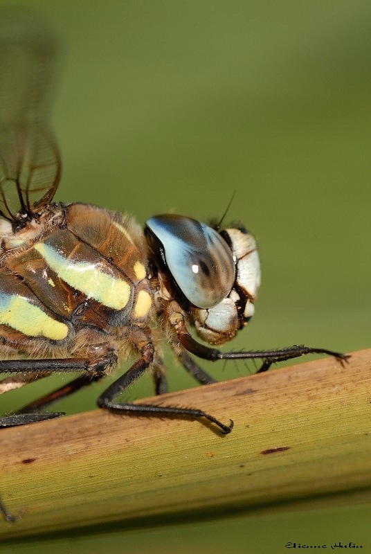accouplement aeschnes 07.jpg