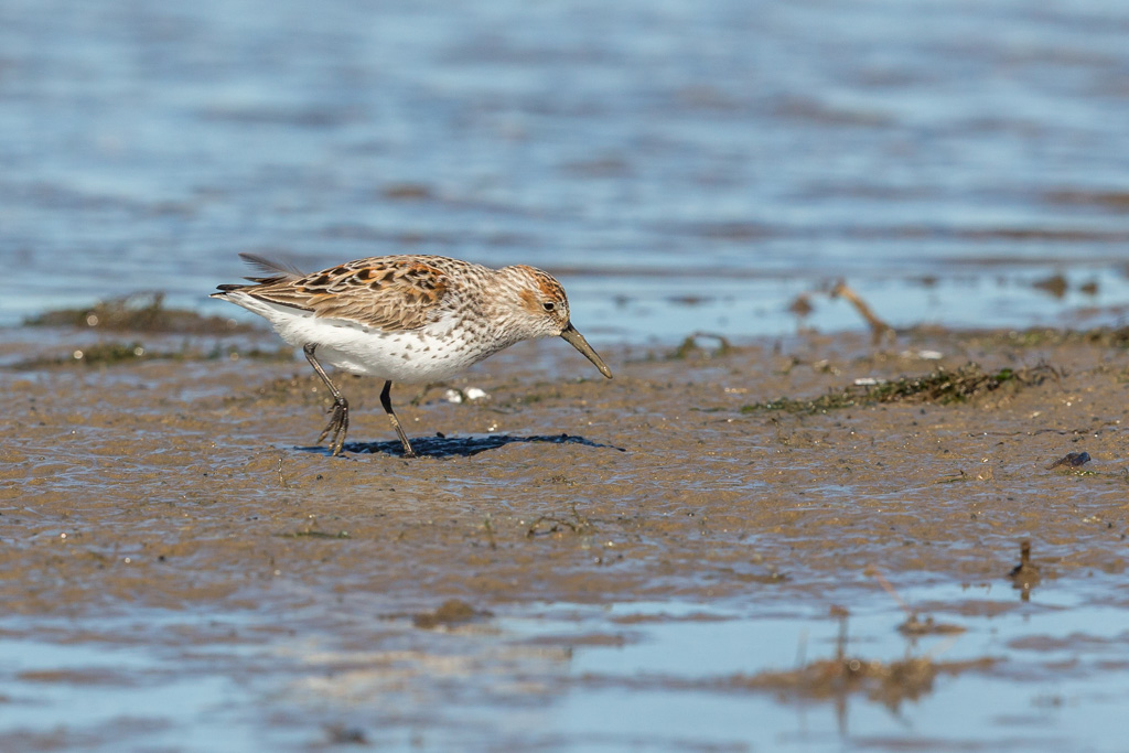 _IN Bécasseau d'Alaska 2019-04 Bolivar-12.jpg