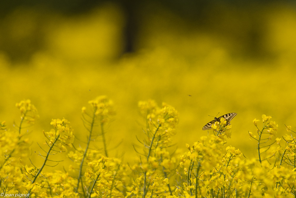 macaon dans colsa 06 2019.JPG