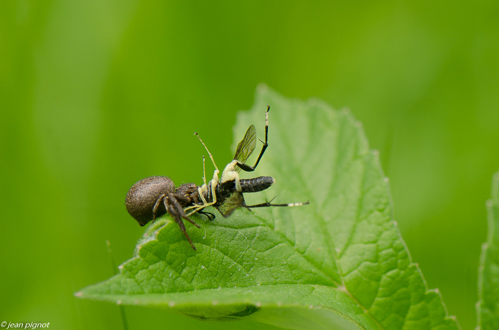 tomise et ca proie 06 2019.JPG