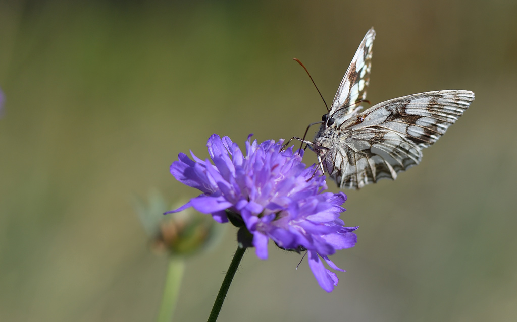 DS5_6391.jpg