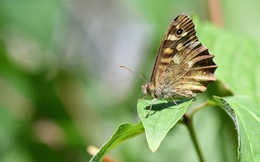 DS5_6415.jpg