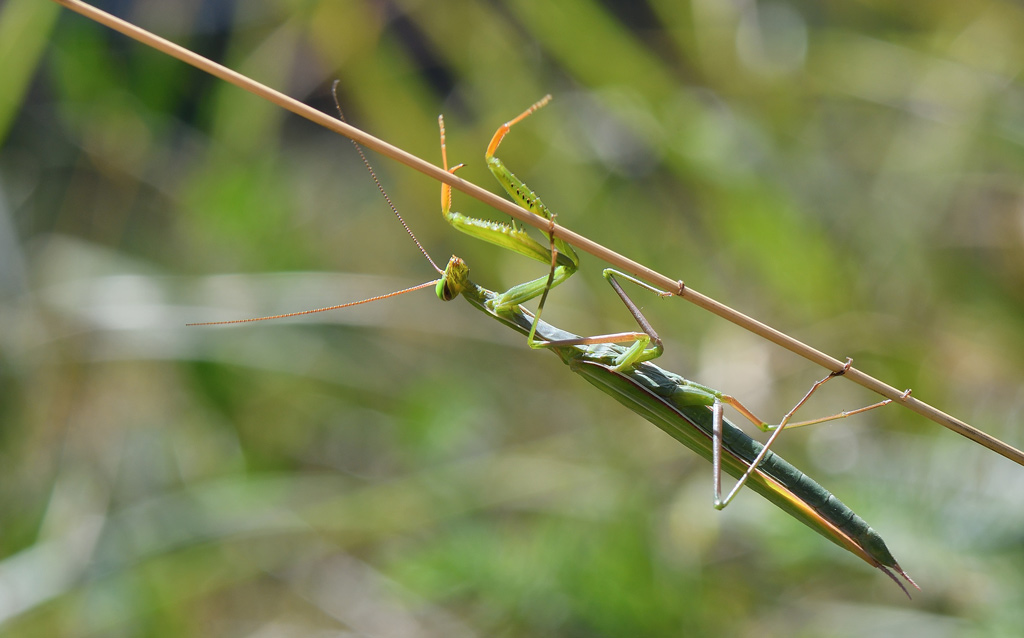 DSC_0489.jpg