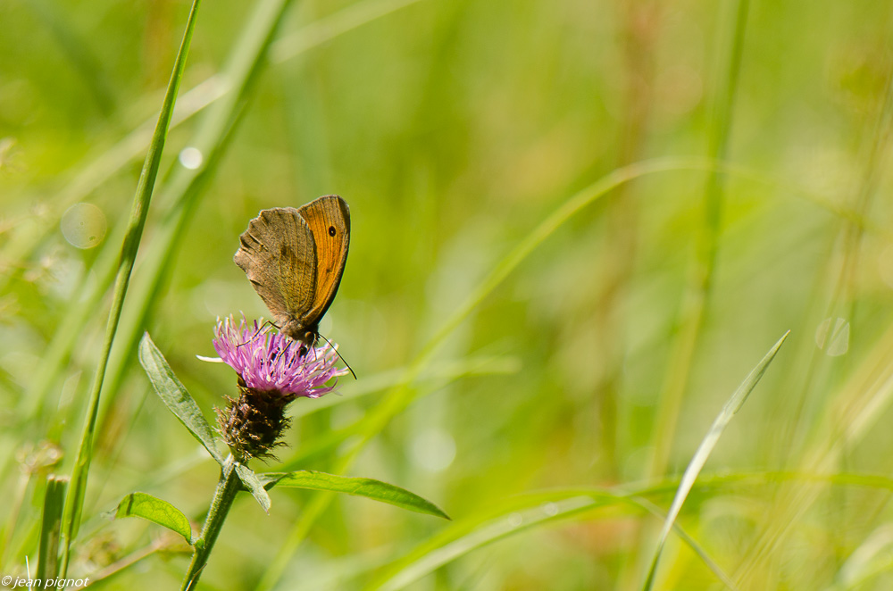 agrestre  06 2019.JPG