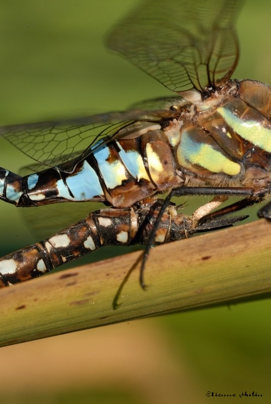 accouplement aeschnes 06.jpg