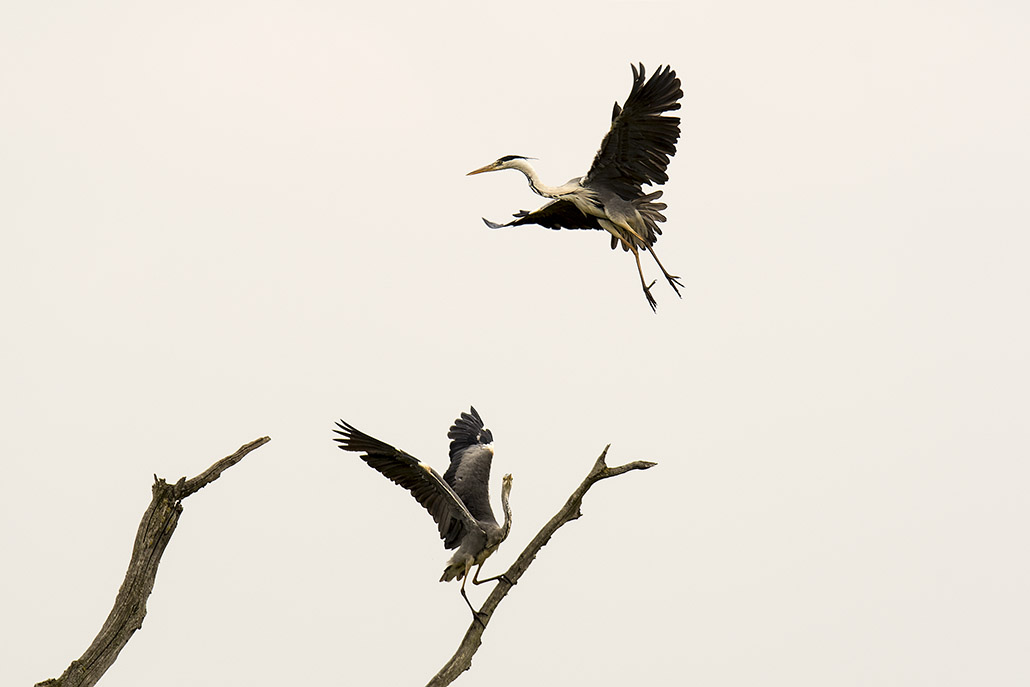 herons cendres_DSC6928.jpg