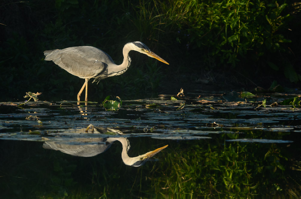 heron concour 06 2019-3.JPG