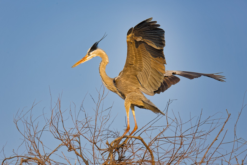 Héron cendré-2.jpg